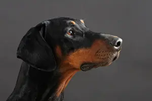 Studio Prints: Doberman Pinscher Dog