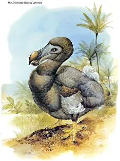 Raphus Prints: Dodo Bird