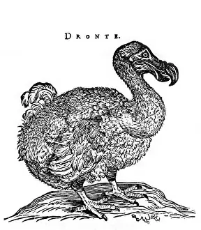 Columbidae Prints: Dodo Bird
