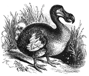 Columbidae Prints: Dodo
