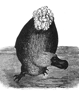 Columbidae Prints: Dodo