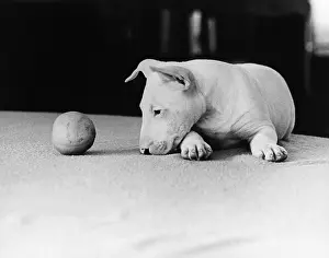 Misc Prints: Dog and Ball