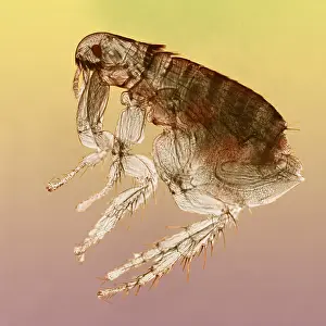 Flea Prints: Dog Flea under a microscope