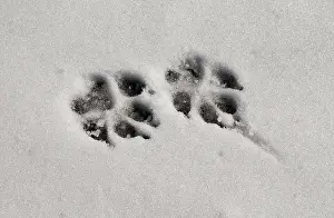 Prints: Dog Paw Print In Snow