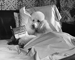 Science Source Collection Prints: Dog Reading in Bed
