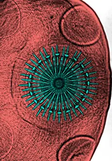 Tapeworm Prints: Dog Tapeworm Rostellum (LM) under a microscope
