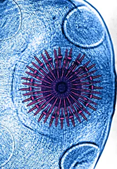 Tapeworm Prints: Dog Tapeworm Rostellum (LM) under a microscope