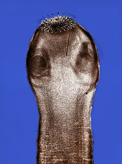 Zoology Prints: Dog Tapeworm Scolex, light micrograph