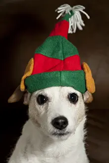Studio Prints: Dog Wearing Elf Ears, Christmas Portrait
