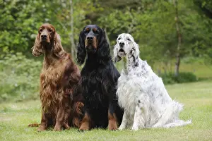 Colour Prints: Three Dogs in a Row, Irish Setter, Gordon Setter and an English Setter