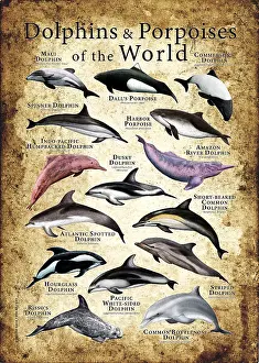 Animals Prints: Dolphins & Porpoises of the World