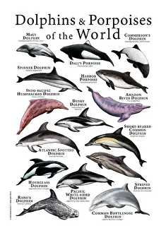 Spotted Prints: Dolphins & Porpoises of the World