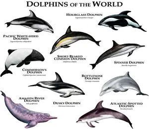 Spotted Prints: Dolphins of the World