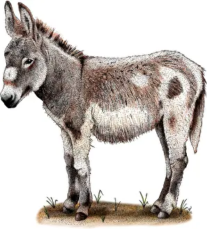 Equus Prints: Domestic Donkey
