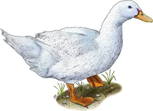 Fowl Prints: Domestic Duck