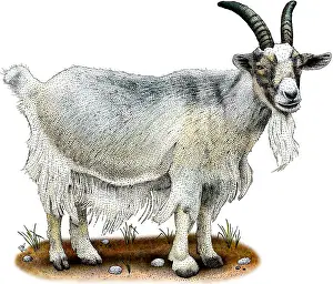 Goat Prints: Domestic Goat