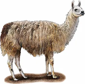 Domestic Llama