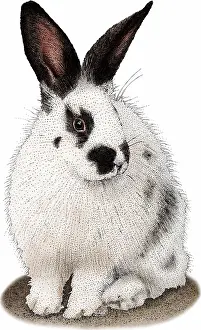Rabbit Prints: Domestic Rabbit