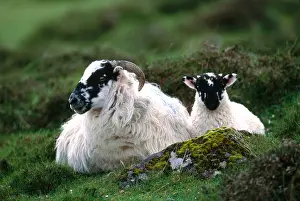 World Cultures Prints: Domestic Sheep