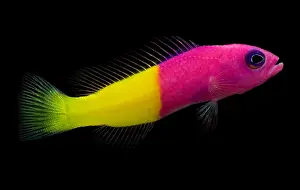 Bright Prints: Dottyback