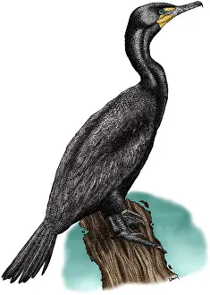 Cormorant Prints: Double Crested Cormorant