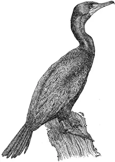 Cormorant Prints: Double Crested Cormorant