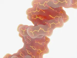 Genetics Prints: Double Helix Structure of DNA