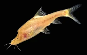 Lines Prints: Double Horned Golden Line Barbel