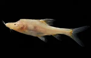 Lines Prints: Double Horned Golden Line Barbel