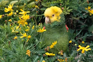 Headed Prints: Double Yellow Headed Parrot