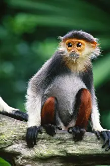 World Prints: Douc langur