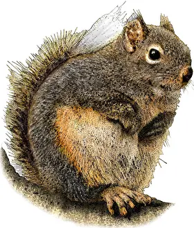 Douglas Prints: Douglas Squirrel