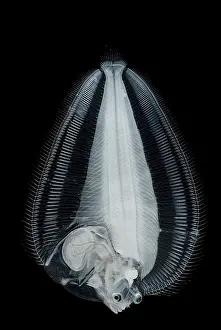 Migration Prints: Dover Sole Larva