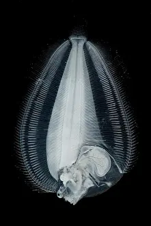 Migration Prints: Dover Sole Larva