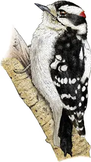 Woodpecker Prints: Downy Woodpecker
