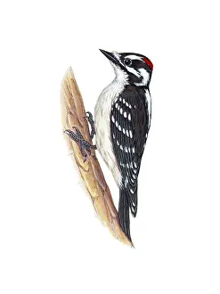 Vertebrata Prints: Downy Woodpecker