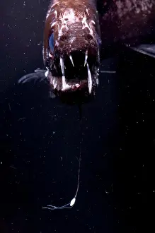 Barbatum Prints: Dragonfish