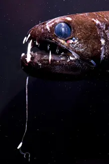Dragonfish