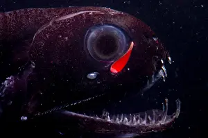 Dragon Prints: Dragonfish