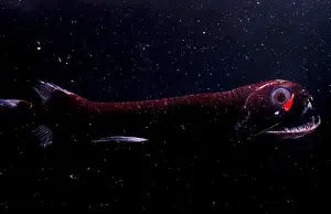 Dragon Prints: Dragonfish