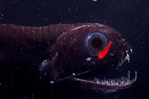 Dragon Prints: Dragonfish