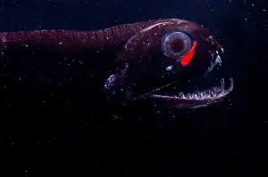 Dragon Prints: Dragonfish