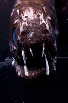 Captivity Prints: Dragonfish