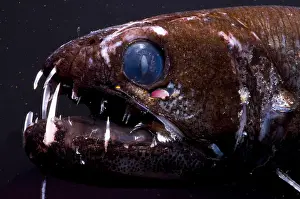 Captivity Prints: Dragonfish