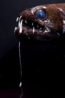 Captivity Prints: Dragonfish