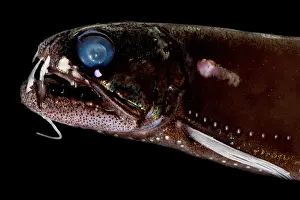 Visual Prints: Dragonfish (Astronesthes oligoa)