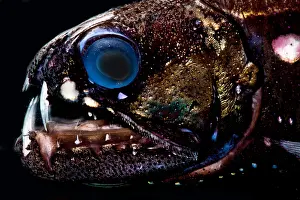 Visual Prints: Dragonfish (Astronesthes oligoa)