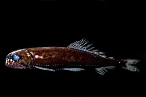 Visual Prints: Dragonfish (Astronesthes oligoa)