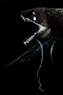Predator Prints: Dragonfish (Bathophilus digitatus)