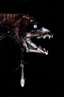 Predator Prints: Dragonfish (Eustomias triramis)